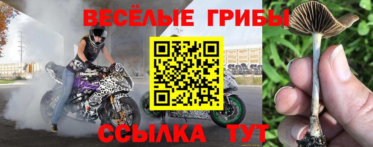 Галлюциногенные грибы MAGIC MUSHROOMS  Вход с VPN  Галлюциногенные грибы Psilocybine cubensis  Карабулак 
